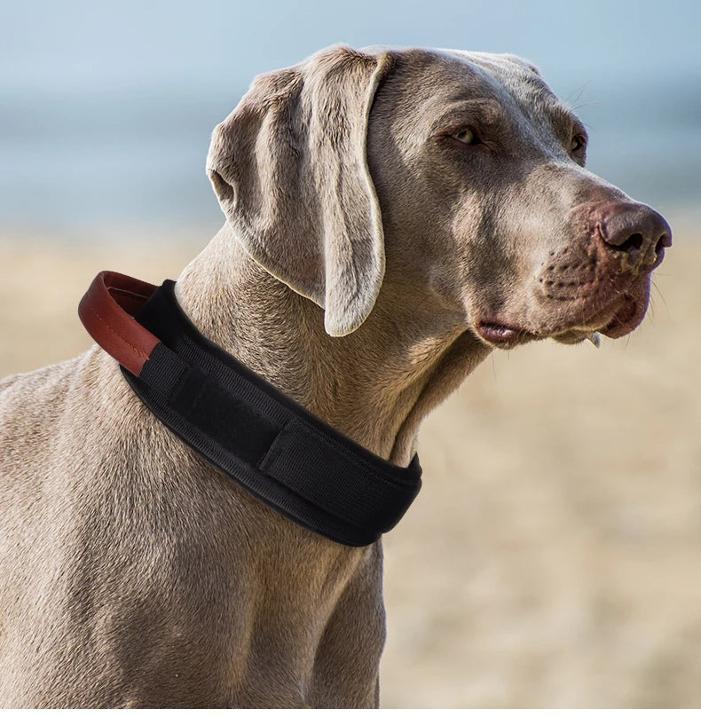 Collare Magnetico per Cani: Sicuro e Regolabile