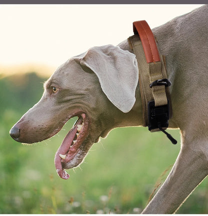 Collare Magnetico per Cani: Sicuro e Regolabile