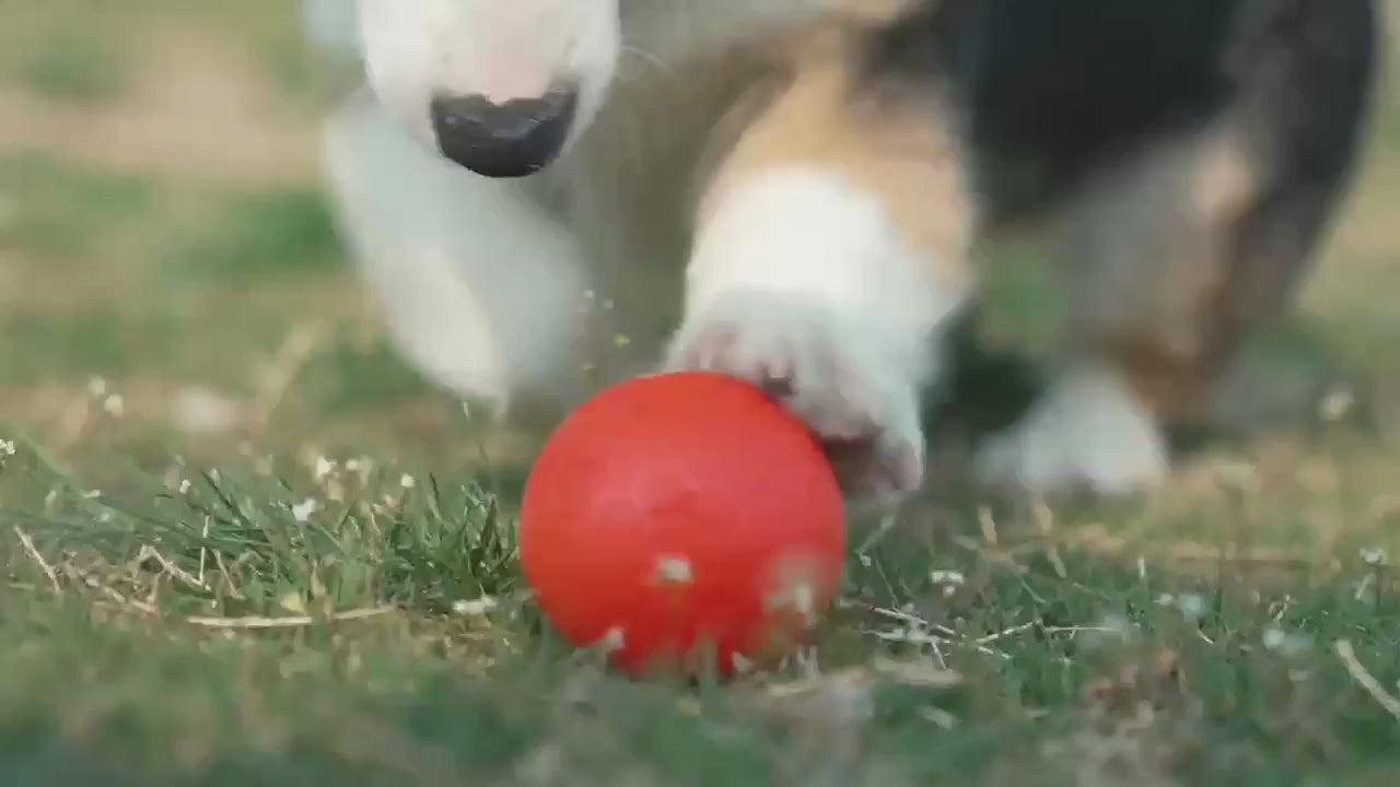 Carica il video: 